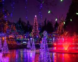 You can witness special events organized by the Garden annually like the Festival of Lights in winter and the VanDusen Garden Plant Sale. So plan your